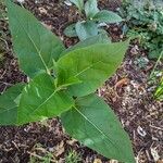 Mirabilis jalapa Φύλλο