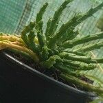 Euphorbia flanaganii Habit