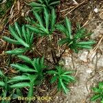 Viola pinnata Habit