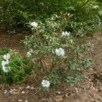 Rhododendron campanulatum Συνήθη χαρακτηριστικά