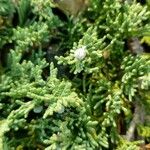 Juniperus horizontalis Vrucht