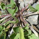 Trifolium montanum Leaf