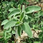 Salvia fruticosa 葉