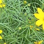 Coreopsis verticillata Лист