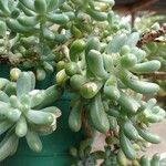 Sedum pachyphyllum Liść