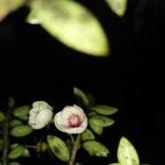 Ugni myricoides Flor