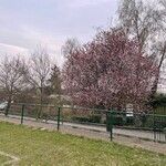 Prunus × cistena Hoja