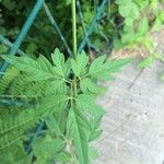 Cardiospermum halicacabum Leaf