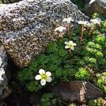 Saxifraga praetermissa Flower