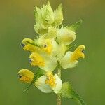 Rhinanthus major Квітка