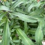 Erysimum × cheiri Leaf