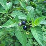 Solanum nigricans Leaf