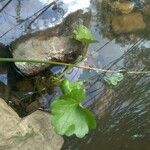 Hydrocotyle ranunculoides Leht