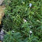 Hippobroma longiflora Hábito