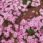 Saxifraga rosacea Агульны выгляд