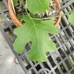 Cephalopentandra ecirrhosa Hoja