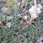 Astragalus australis Hábito