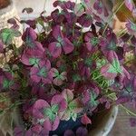 Oxalis purpurea Ліст