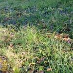 Viola odorata Habit