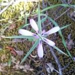 Geropogon hybridus Çiçek