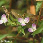 Murdannia keisak Flower