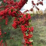 Pyracantha coccinea 果實