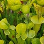 Sarracenia flava Folio