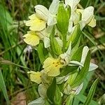 Dactylorhiza insularis Flower