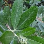 Photinia arbutifolia Blad