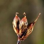 Juncus triglumis Fruct