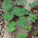 Tylosema fassoglense Habit