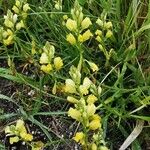 Polygala flavescens अन्य