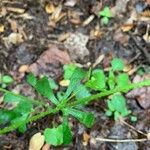 Ranunculus abortivus Feuille