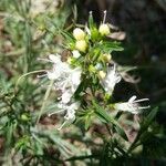 Thymus transcaucasicus Blodyn