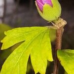 Hibiscus syriacus Іншае