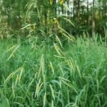 Bromus inermis 花