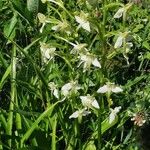 Platanthera chlorantha 花