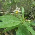Solanum ensifolium 花
