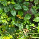 Carex spicata Fruct