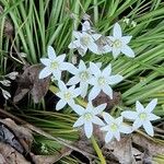 Ornithogalum divergens Flor