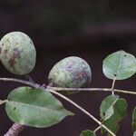 Sclerocarya birrea Плод