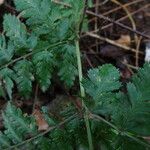 Dryopteris dilatata Blad