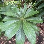 Barringtonia neocaledonica Leaf