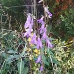 Campanula rapunculoides عادت داشتن