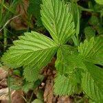 Fragaria vesca Folla