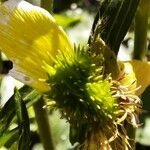 Ranunculus cortusifolius Fruit