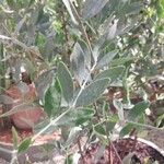 Simmondsia chinensis Φύλλο