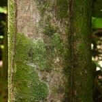 Poecilanthe hostmannii Corteza
