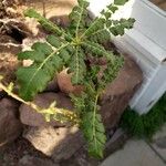 Boswellia sacra Leaf