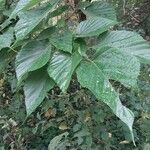 Morus indica Blatt